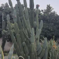 کاکتوس