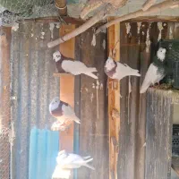 کبوتر طوقی|پرنده|شیراز, منطقه هوایی شهید دوران|دیوار