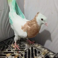 طوقی|پرنده|یاسوج, |دیوار