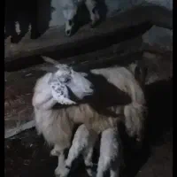 بز جوان و بزغاله|حیوانات مزرعه|گرمی, |دیوار