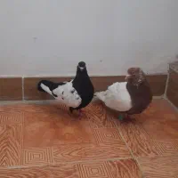 کبوتر سینه سیاه .سینه سرخ