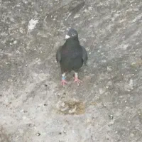 پرنده ماده پلاکی