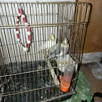 باسلام یه جفت عروس هلندی