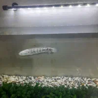 چانا آسیا با آکواریومش|ماهی|تهران, تهرانپارس شرقی|دیوار