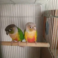 طوطی جفت گرینچیک نروماده جفت