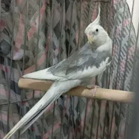 عروس هلندی ابلغ البینو