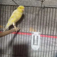 قناری ماده|پرنده|میناب, |دیوار