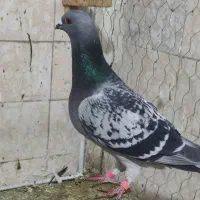 پلاکی|پرنده|کوه چنار, |دیوار