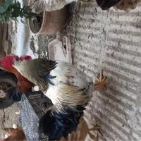 مرغ و خروس یکساله مخصوص سربری و صدقه دادن|حیوانات مزرعه|اصفهان, دستگرده|دیوار