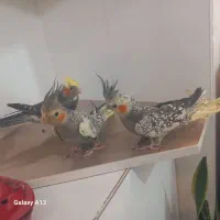 عروس هلندی. و کبوتر|پرنده|کرج, گلدشت|دیوار