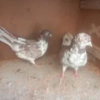 یک جفت کفتر گرگی نر و ماده