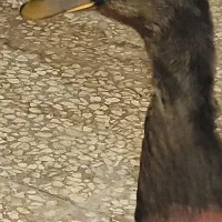 اردک گوشتی