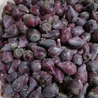 میوه کاکتوس