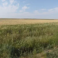 زمین کشاورزی کنار جاده اصلی