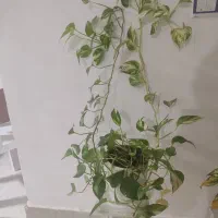 یک عدد گل سانسوریا و یک عدد پتوس به فروش می‌رسد