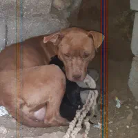 فروش توله پیت بول امریکن