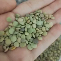 عدس تازه بدون کود و سم خوش پخت و پاک شده