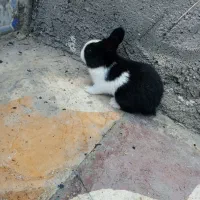 خرگوش