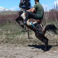 نریان پنج سال