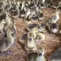 جوجه غاز|حیوانات مزرعه|رباطکریم, رباطکریم|دیوار