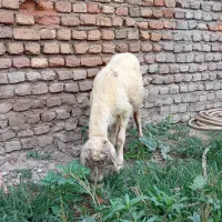 گوسفند نر مخصوص پروار سالم خوش خوراک