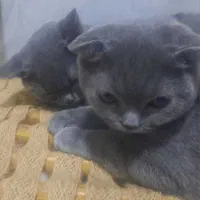 گربه بریتیش واسکاتیش|گربه|قزوین, |دیوار