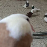 کله سفید|پرنده|بهبهان, |دیوار