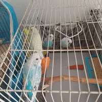 ۶ عدد مرغ عشق