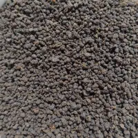 چای کله مورچه هندوستان