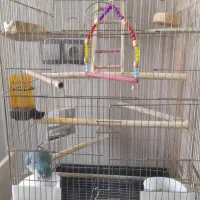 طوطی راهب|پرنده|کرج, محمد آباد|دیوار