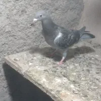 کبوتر کفتر گمشده|حیوانات|پاکدشت, پاکدشت (مامازند)|دیوار