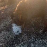 توغلی|حیوانات مزرعه|ثمرین, |دیوار