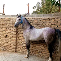 اسب نریان کرد استثنایی