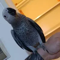 جوجه کاسکو نرمه خور دم قرمز