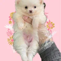 پامرانین عروسکی فقط ۱۲|سگ|کرج, گوهردشت|دیوار