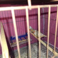 فنچ مولد دو ماده یه نر