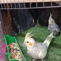 عروس هلندی جوجه سه ماهه
