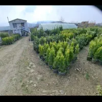 گل گیاه نهال لاوسون تزئیناتی سرو کاج|گل و گیاه طبیعی|بهشهر, |دیوار