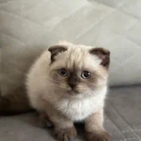مجموعه گربههای زیبا و بغلی (پرشین اسکاتیش بریتیش)|گربه|اهواز, کیانپارس |دیوار