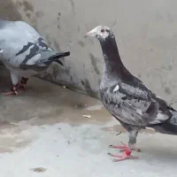 کبوتر گوره ای جوجه 2500