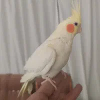 عروس هلندی لوتینو جوان و دستی