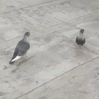 نقره ای  طوقی هفت‌رنگ سرخ فری  ساده هفت‌رنگ|پرنده|سبزوار, امیر کبیر|دیوار