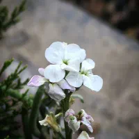 خریدار وام ازدواج