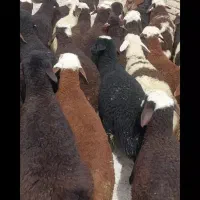 بره پای پروار جنس دار دامداری امیر عامری|حیوانات مزرعه|رضویه, |دیوار