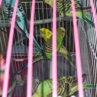 مرغ عشق مولد|پرنده|تهران, شمشیری|دیوار