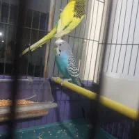 مرغ عشق مولد|پرنده|تهران, کوی نصر مهرآباد|دیوار