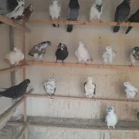 کفتر