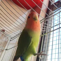 طوطی برزیلی|پرنده|ری, ملک‌آباد|دیوار