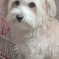 سگ گم شده.. شیتزو