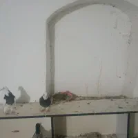 کبوتر